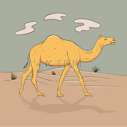 单峰骆驼, 一只双峰骆驼在完全成