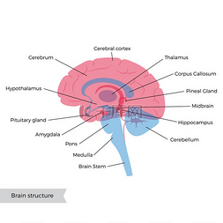 矢量图的人体大脑解剖 