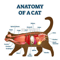 具有内部结构和器官结构的猫的解