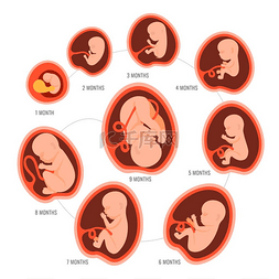 怀孕胎儿发育。从1个月到9个月到