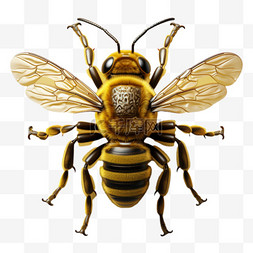 蜜蜂真实昆虫免扣元素装饰素材