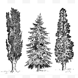 征集令长图图片_手绘树意大利柏树和石松、 孤立