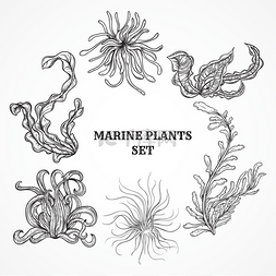 叶子海洋图片_海洋植物，叶子和海藻的集合。黑