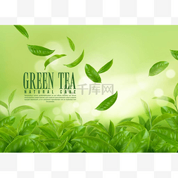 草绿色茶园。落叶茶，有机产品背