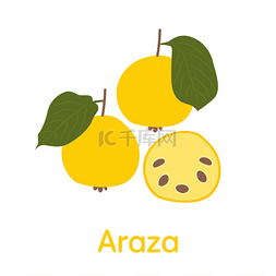 Araza Fruit 。矢量说明性EPS