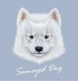 动物的画像图片_萨莫耶德狗动物可爱的脸。向量可