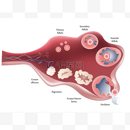 一步一步图片_女性的卵巢。显示排卵一步一步.