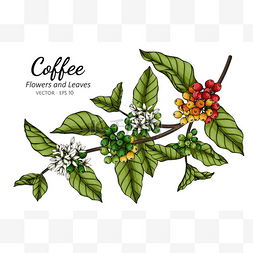 用白底线条艺术描绘咖啡花和叶子