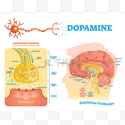 多巴胺向量例证。标记图及其作用