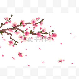 樱花图片_樱花分枝,花瓣飘落,白色孤立.空间
