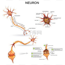 解剖图片_神经元的详细解剖