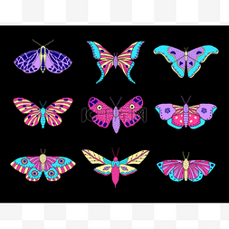 蝴蝶系列图片_蛾和蝴蝶