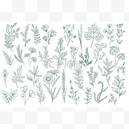请柬婚宴图片_一束手绘花卉装饰元素.植物区系
