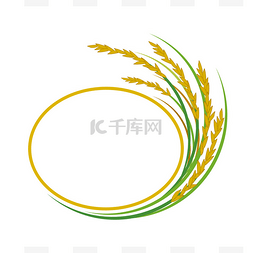 水稻背景图片_在白色背景上的水稻设计