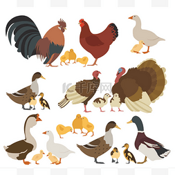 矢量鸡鸭鹅图片_家禽饲养业。鸡、 火鸡、 鸭、 鹅