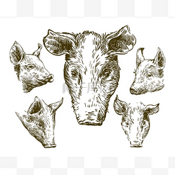 放牧图片_猪只手工绘制的草图。牲畜