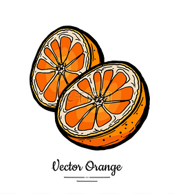 logo白色图片_Oranges set vector isolated. Half cut chopped