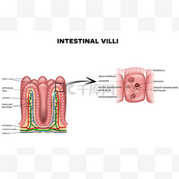 小肠图片_小肠绒毛和微绒毛