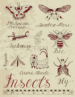 蜜蜂和蚊子图片_设置与昆虫和书法刻字