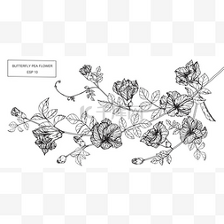 蝴蝶豌豆花画和素描与艺术线条 
