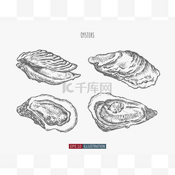 手绘牡蛎集合。雕刻风格矢量插图