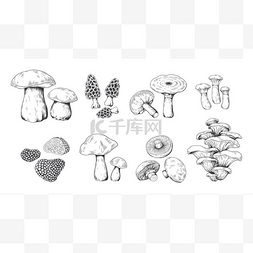 卢浮宫素描图片_手绘蘑菇。波西尼波托贝洛真菌多