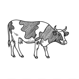 手绘奶牛素描.在白色背景上孤立的雕刻样式向量图