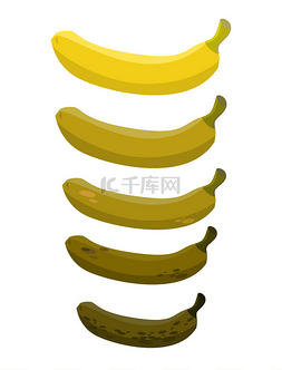 香蕉。阶段的腐烂的香蕉。美丽的