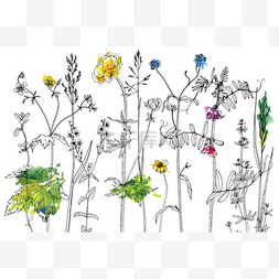 草药花图片_墨迹绘图草药和花一套