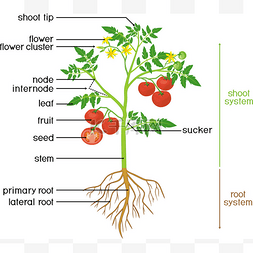 部分工厂。番茄植物的形态学，绿