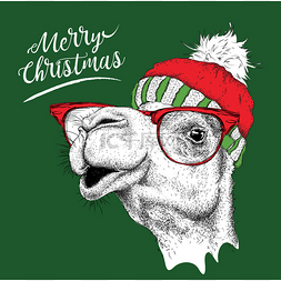 圣诞贺卡与骆驼在冬天的帽子。字