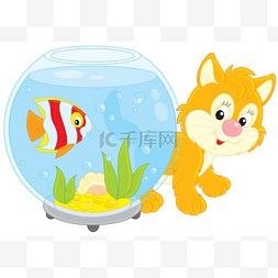 小猫玩图片_小猫玩水族箱用鱼