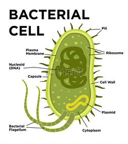 dna胶囊图片_细菌细胞解剖呈扁平状.矢量现代
