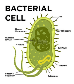 解剖图片_细菌细胞解剖呈扁平状.矢量现代