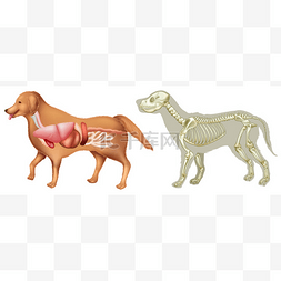邦迪斯顿logo图片_解剖和狗斯凯尔顿