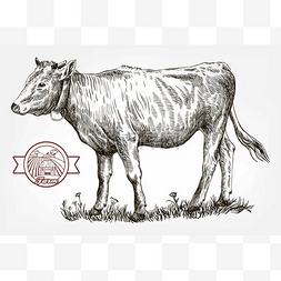 放牛背景图片_繁殖母牛。畜牧业。牲畜