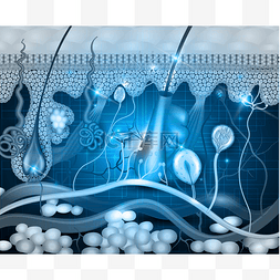 解剖皮肤图片_皮肤解剖抽象蓝色背景