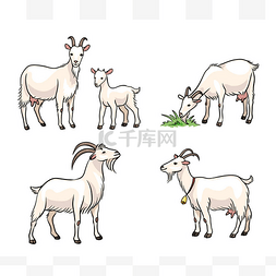 一组白山羊 - 矢量插图