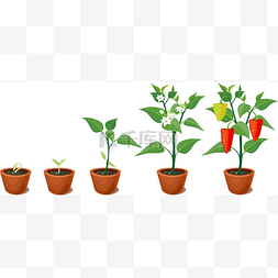 辣椒生长阶段 