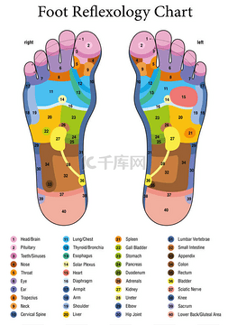 足部反射表