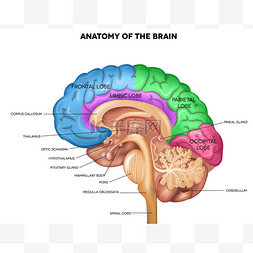 色彩丰富的背景图片_人脑解剖 