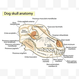 狗的头骨。头部的骨骼结构, 解剖
