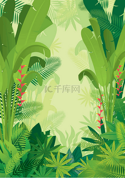 达米阿那植物图片_阿甘, 雨林, 植物和自然 