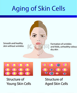 年轻衰老图片_两种皮肤细胞, 年轻和衰老的皮肤