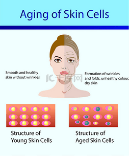 两种皮肤细胞, 年轻和衰老的皮肤
