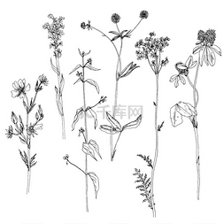 单色手绘风格图片_墨迹绘图草药和花一套