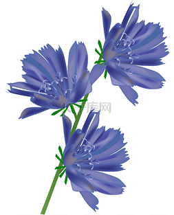 背景图白底图片_白底的三个蓝色花