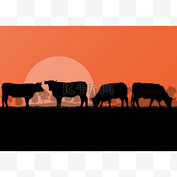 肉牛和牛奶牛畜群农村农场在野生