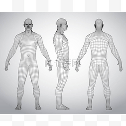 医学3d人体图片_一套3d 线框人体矢量图。前面, 后