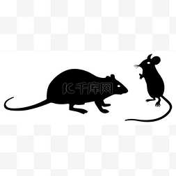 小鼠和大鼠